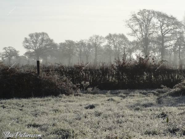 Photo Gelée blanche : Gelée blanche sur la campagne vendéenne..c, Gelée blanche, champ d’herbe, talus