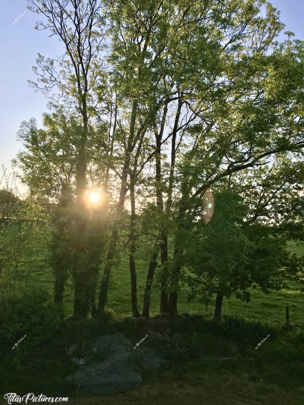 Photo Sunrise : Lever de soleil sur la campagne vendéenne.c, Lever de soleil, Frêne