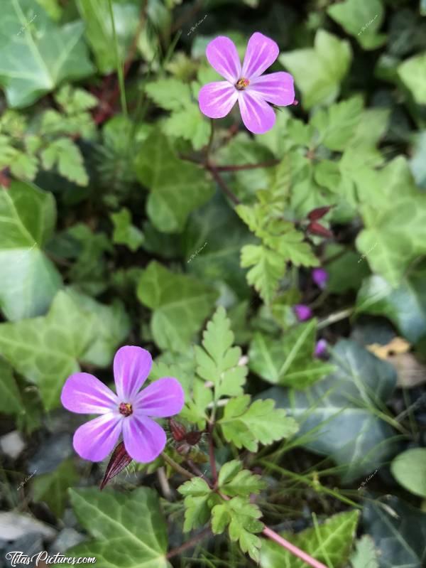 Photo L’Herbe à Robert : Quelle jolie fleur sauvage 😍 Mais un peu envahissante quand même 😅c, Herbe à Robert, fleur sauvage, lierre