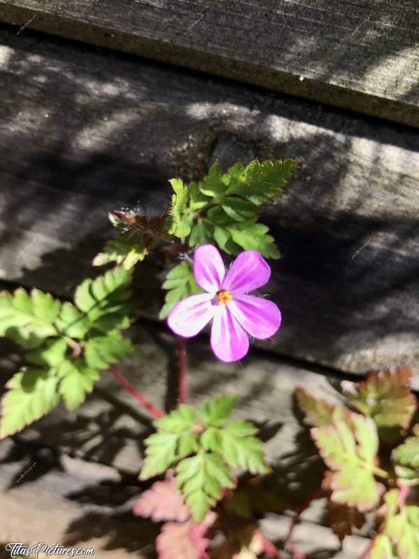 Photo L’Herbe à Robert : Autre cadrage de cette jolie fleur sauvage 😍c, Herbe à Robert, fleur sauvage