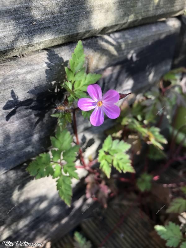 Photo L’Herbe à Robert : Quelle jolie fleur sauvage 😍 Mais un peu envahissante quand même 😅c, Herbe à Robert, fleur sauvage