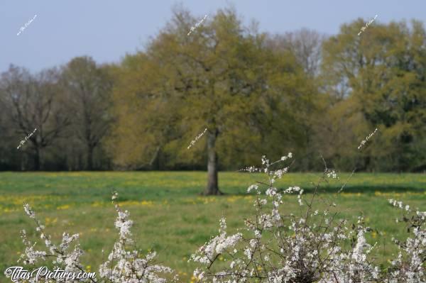 Photo Saint-Étienne-du-Bois : La campagne de Saint-Étienne-du-Bois au début du Printemps..c, Saint-Étienne-du-Bois, Campagne