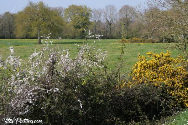 Photo Saint-Étienne-du-Bois : La campagne de Saint-Étienne-du-Bois au début du Printemps..c, Saint-Étienne-du-Bois, Campagne, Champ, Arbres