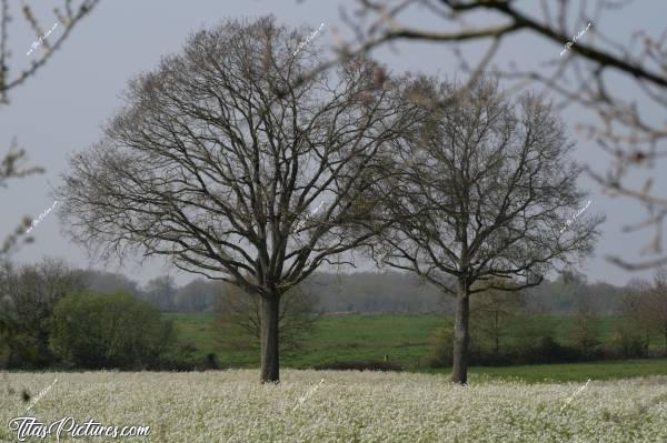 Photo Saint-Étienne-du-Bois : La campagne de Saint-Étienne-du-Bois au début du Printemps..c, Saint-Étienne-du-Bois, Campagne