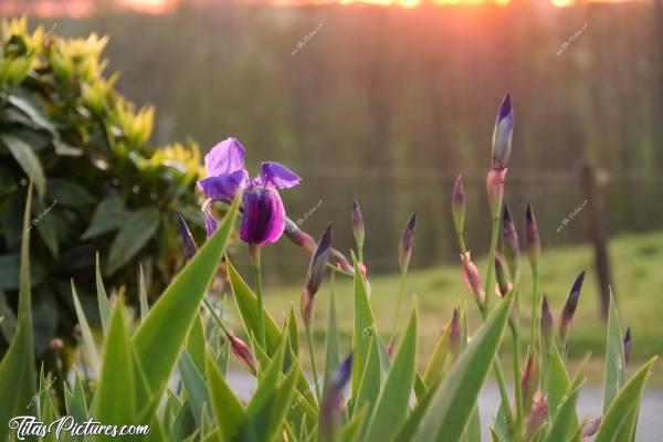 Photo Coucher de soleil : Coucher de soleil en mode confinement sur les Iris du Voisins.c, Coucher de soleil, Iris