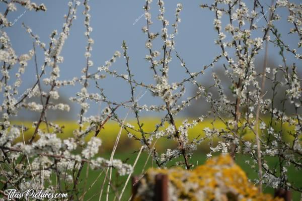 Photo Saint-Etienne-du-Bois : La campagne de Saint-Etienne-du-Bois au début du Printemps..c, Saint-Etienne-du-Bois, Campagne, Colza