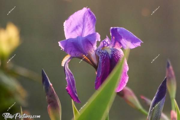 Photo Iris Violet : Bel Iris en fleur chez les voisins 😍c, Iris Violet