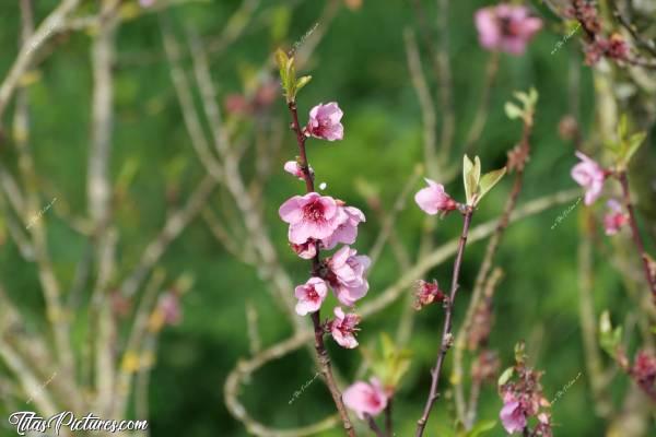 Photo Bourgeons en fleurs : Bourgeons en fleurs sur les arbres 😍c, Arbre en fleurs