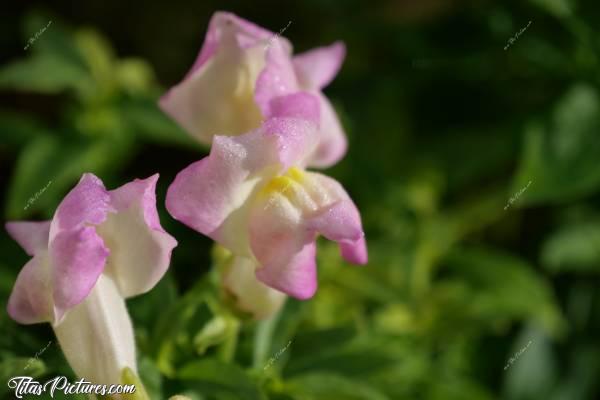 Photo Fleurs du jardin : J’ai oublié le nom de ces fleurs 😅
Quelqu’un pourrait me le rappeler svp ? Merci beaucoup 😊c, Fleurs