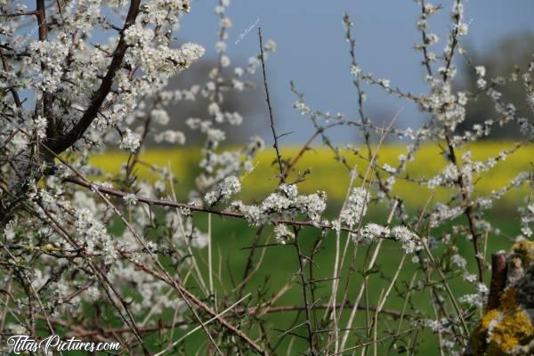 Photo Saint-Étienne-du-Bois : La campagne de Saint-Étienne-du-Bois au début du Printemps..c, Saint-Étienne-du-Bois