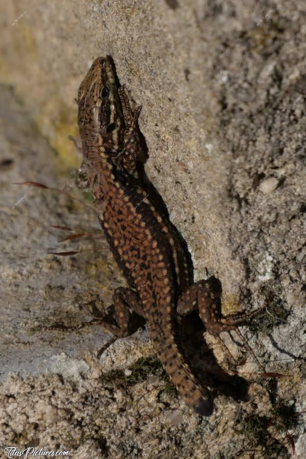 Photo Petit Lézard 🦎 : Petit Lézard ayant perdu sa queue. Ça fait trop bizarre 😅c, Lézard