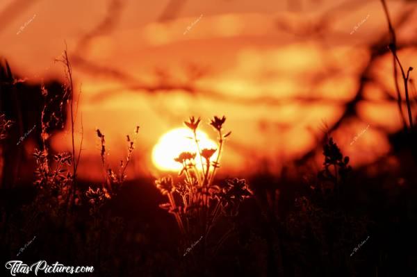 Photo Coucher de soleil : Coucher de soleil sur des petites fleurs sauvages 🥰c, Coucher de soleil, herbes sauvages