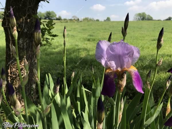 Photo Mes beaux Iris : Mes beaux Iris avec vue sur les champs.c, Iris, Campagne, fleur