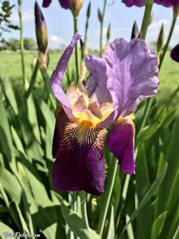 Photo Mes beaux Iris : Petit gros plan sur mes Iris que j’adore trop 🥰c, Iris, fleur