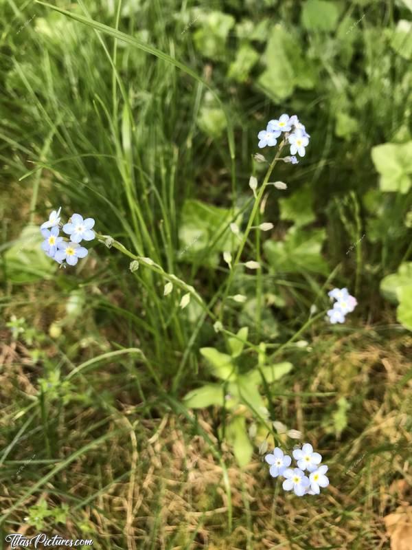 Photo Petites fleurs sauvages : Petites fleurs sauvages trouvées sur ma pelouse 🥰c, fleurs sauvages