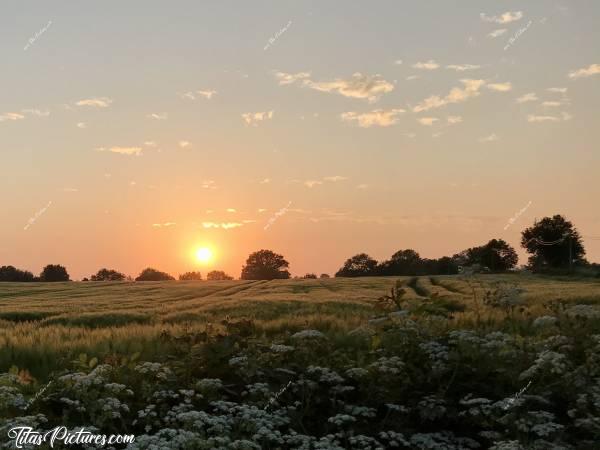 Photo Coucher de soleil : Coucher de soleil sur un champ d’avoine , si je ne me trompe pas.. 😅c, Coucher de soleil, campagne, champ