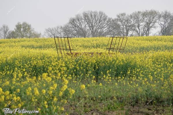 Photo Remorque oubliée ? : La campagne de Saint-Étienne-du-Bois au début du Printemps.. Que c’est beau les champs de Colza en fleurs 😍c, Saint-Étienne-du-Bois, Colza, Remorque