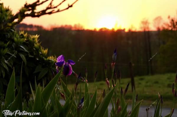 Photo Coucher de soleil : Coucher de soleil sur les Iris du Voisins. Confinement oblige 😅c, Coucher de soleil, Iris