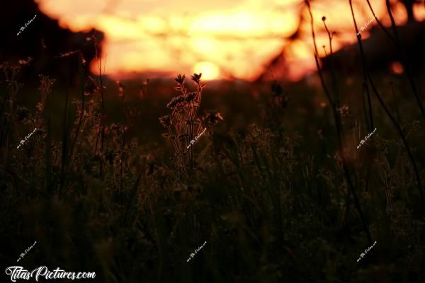 Photo Coucher de soleil : Coucher de soleil sur la campagne du Boupère et ses fleurs sauvages..c, Coucher de soleil, Campagne
