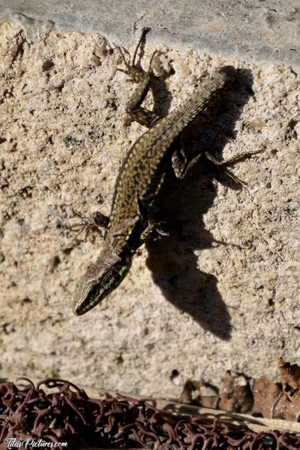 Photo Queue coupée🦎 : Queue coupée, mon petit copain de confinement 😊 Il vient très près de moi et prend la pause tout un moment 🥰c, Lézard