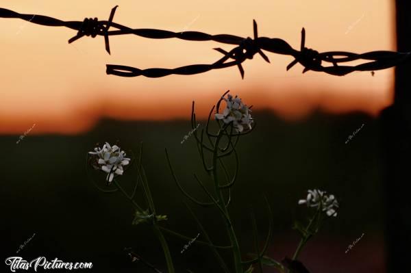 Photo Coucher de soleil : Coucher de soleil sur la Campagne du Boupère pendant le confinement. 
Petit clin d’œil avec le barbelé pour cette privation de liberté 😅c, Coucher de soleil, barbelé, fleurs sauvages