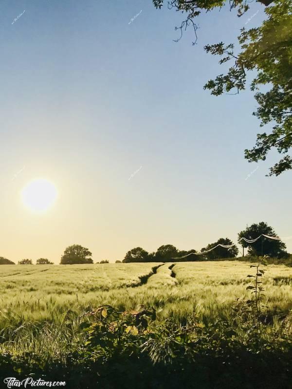 Photo La Campagne du Boupère : Coucher de soleil sur un champ d’avoine. Trop joli les reflets du soleil sur l’avoine 😍c, Campagne, avoine, coucher de soleil