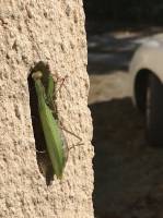 Mante Religieuse : Insecte, Mante Religieuse