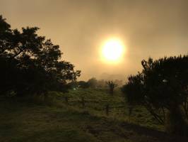 Le Sud Est de la Réunion : La Réunion, Coucher du Soleil,Arbres, prairies