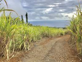 Champ de Canne à Sucre : La Réunion, Canne à Sucre, mer