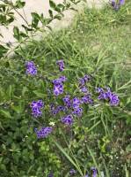 La Flore Réunionnaise : La Réunion, Fleurs