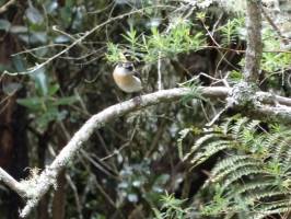 Un Tec-Tec : La Réunion, Oiseau, Tec-Tec