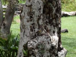 Cherchez l’intrus... : La Réunion, Tronc d’arbre, Oiseau, Tec-Tec