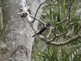 Un Tec-Tec : La Réunion, Oiseau, Tec-Tec