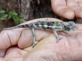 Un jeune Endormi : La Réunion, Endormi, Caméléon