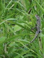 Un Lézard vert : La Réunion, Lézard