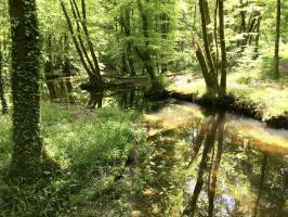 Mervent : Mervent, Bois, Ruisseau des Verreries