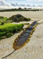 Algue gigantesque : Algues, sable, rochers, Mer