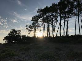 La plage du Veillon : Talmont-Saint-Hilaire, Le Veillon, Pins