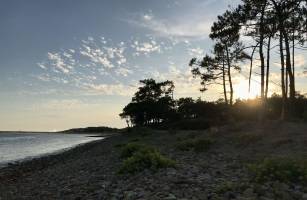 La plage du Veillon : Talmont-Saint-Hilaire, Le Veillon, Pins