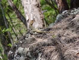 Petit Lézard ? : Lézard, La Réunion