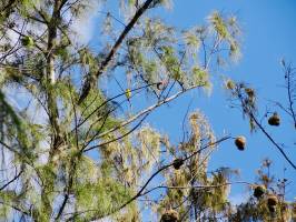 La Réunion : La Réunion, Nids, Belier, Tisserin