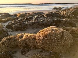 Plage de la Normandelière : Hermelles, Brétignolles-sur-Mer, rochers, mer