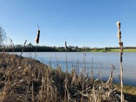 La Retenue de Rochereau : Retenue de Rochereau, Lac, roseaux