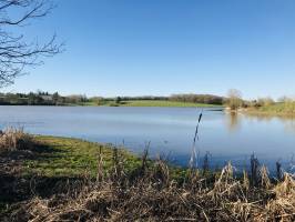 La Retenue de Rochereau : Retenue de Rochereau, Lac, roseaux