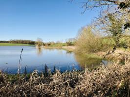 La Retenue de Rochereau : Retenue de Rochereau, Sigournais, Lac, roseaux