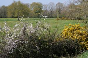 Saint-Étienne-du-Bois : Saint-Étienne-du-Bois, Campagne, Champ, Arbres