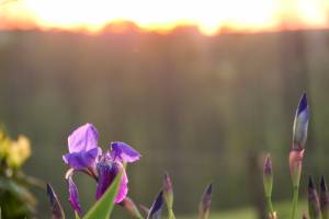 Coucher de soleil : Coucher de soleil, Iris