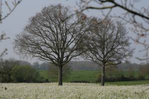 Saint-Étienne-du-Bois : Saint-Étienne-du-Bois, Campagne