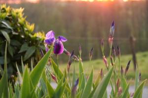 Coucher de soleil : Coucher de soleil, Iris