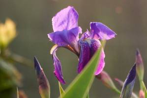 Iris Violet : Iris Violet